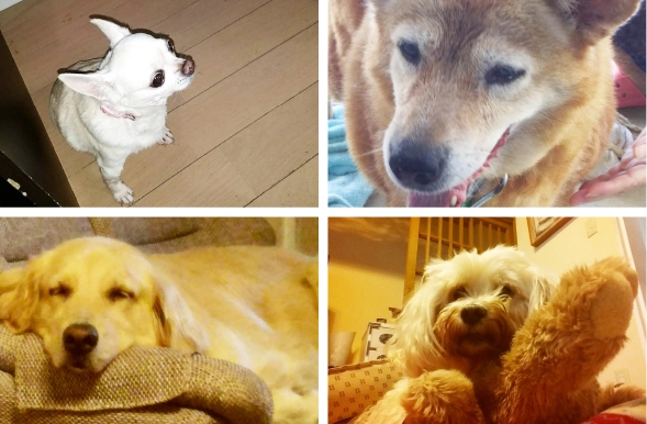 保護犬の活動や、ペットとずっと一緒に暮らせるための支援を行っています。