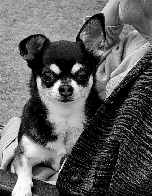 ワンちゃん達のための健康やしつけ、将来のことなど全てに対応するペット相談員もいます